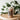16oz Tarot Plant Lover Glass Cup with Bamboo Lid & Straw #100341